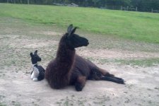 baby_llama_IMG_20170608_205448_666.jpg