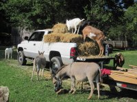 hay_goats_IMG_2801.jpg