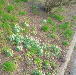 Snowdrops.jpg