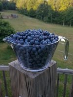 blueberries_.jpg